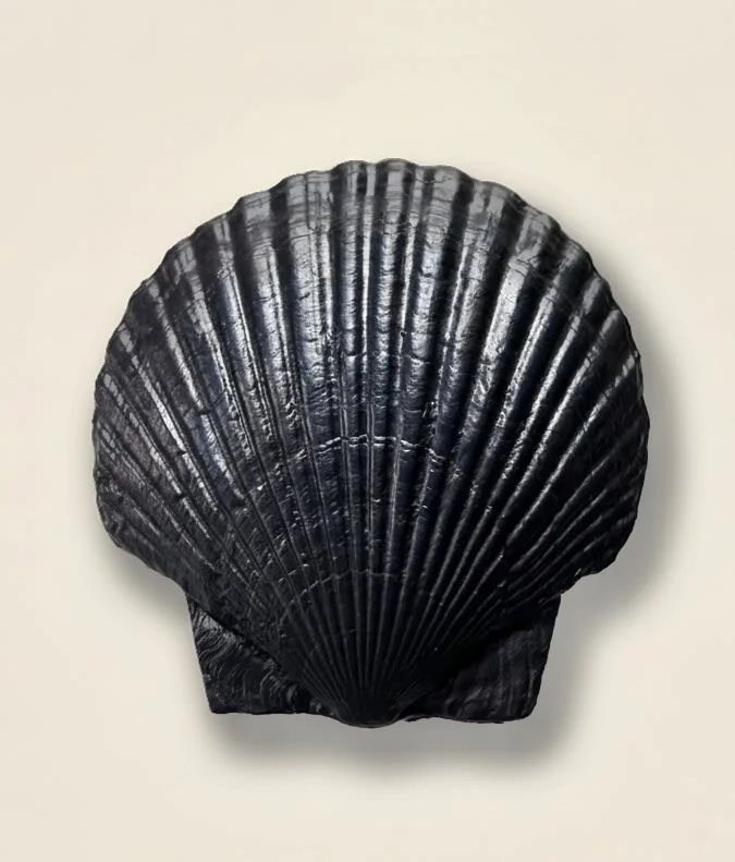 Fossil Shell Plate