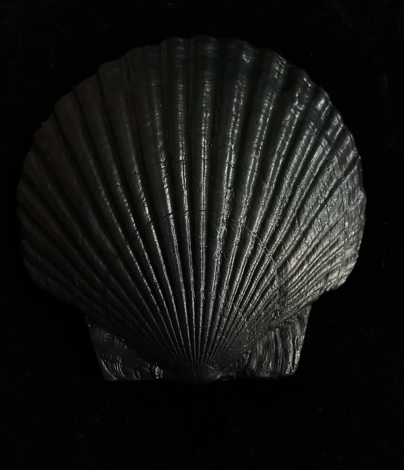 Fossil Shell Plate