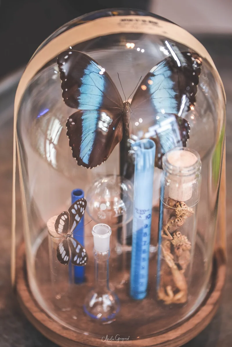 Cloche en verre décorative
